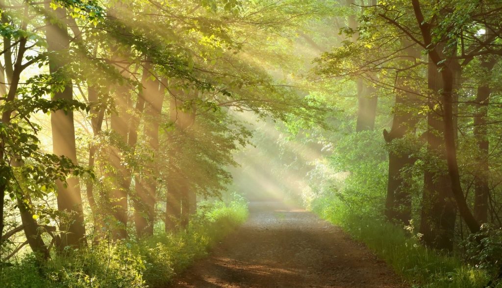 background-path-through-trees-sunlight-deposit+2 | grandchestermeadows.com